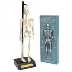 Rex London velký model kostry Anatomical Skeleton 36cm